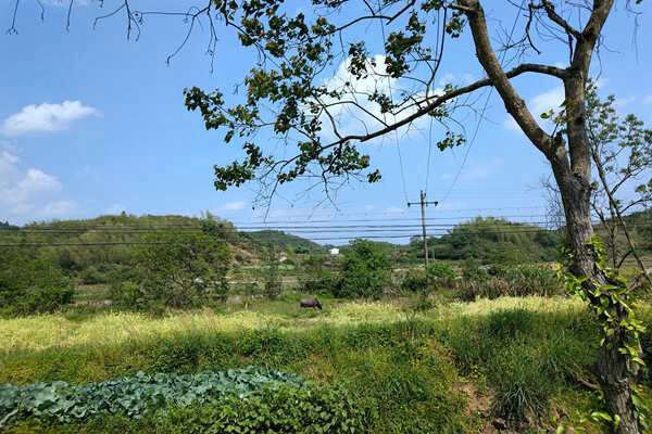 淮北市“三綠”協(xié)同發(fā)力 推動(dòng)石質(zhì)山綠化提質(zhì)增彩